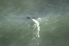 Missing Picture